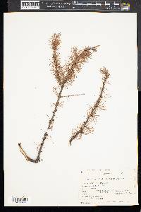 Larix laricina image