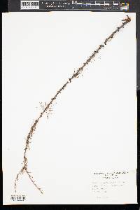 Larix laricina image