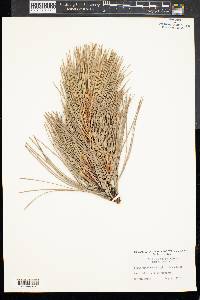 Pinus ponderosa image