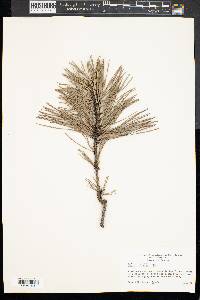 Pinus rigida image