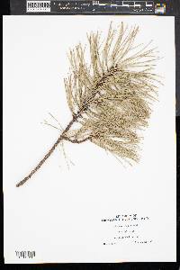 Pinus rigida image
