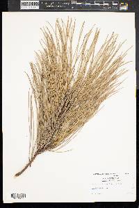 Pinus taeda image