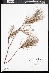 Pinus taeda image