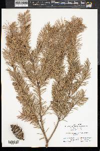 Pseudotsuga menziesii image