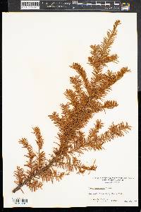 Taxus canadensis image