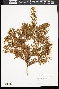 Taxus canadensis image