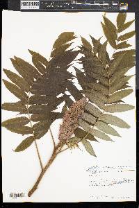 Rhus typhina image
