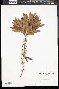 Myrica cerifera image