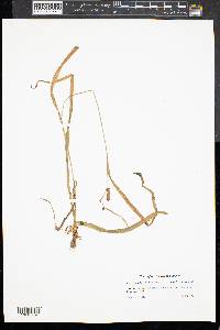 Carex granularis var. granularis image