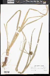 Carex grayi image