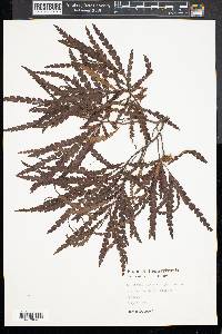 Comptonia peregrina image