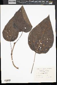 Catalpa speciosa image