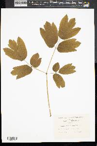 Caulophyllum thalictroides image