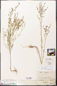 Linum medium var. texanum image