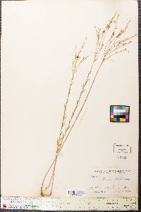 Linum medium var. texanum image