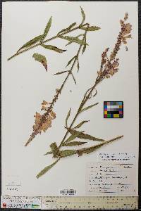 Physostegia virginiana subsp. virginiana image