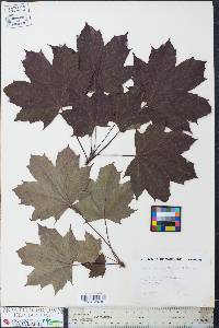 Acer platanoides image