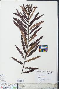 Comptonia peregrina image