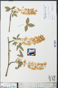 Laburnum anagyroides image