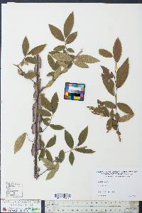 Ulmus alata image