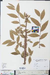 Ulmus alata image