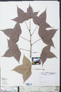 Liquidambar formosana image