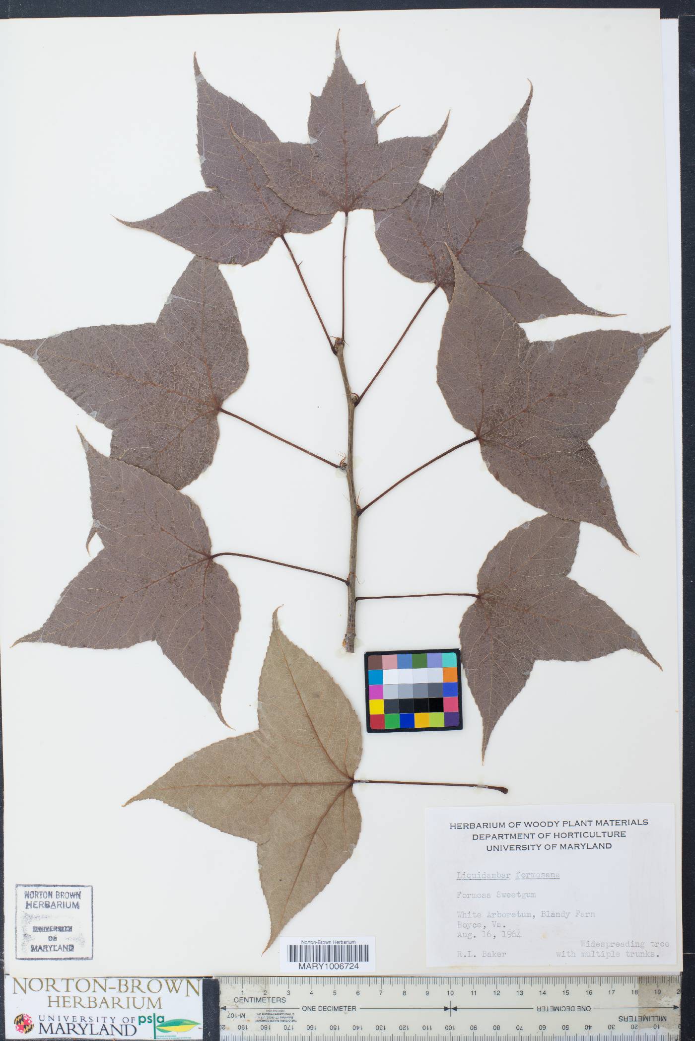 Liquidambar formosana image