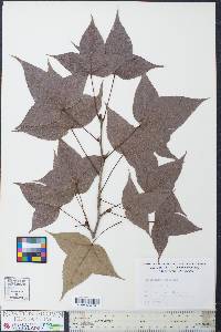 Liquidambar formosana image