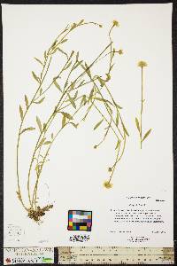 Polygala lutea image