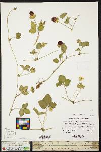 Potentilla indica image