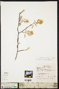 Amelanchier canadensis image