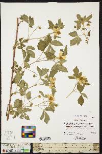 Rubus flagellaris image