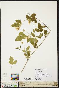 Rubus enslenii image