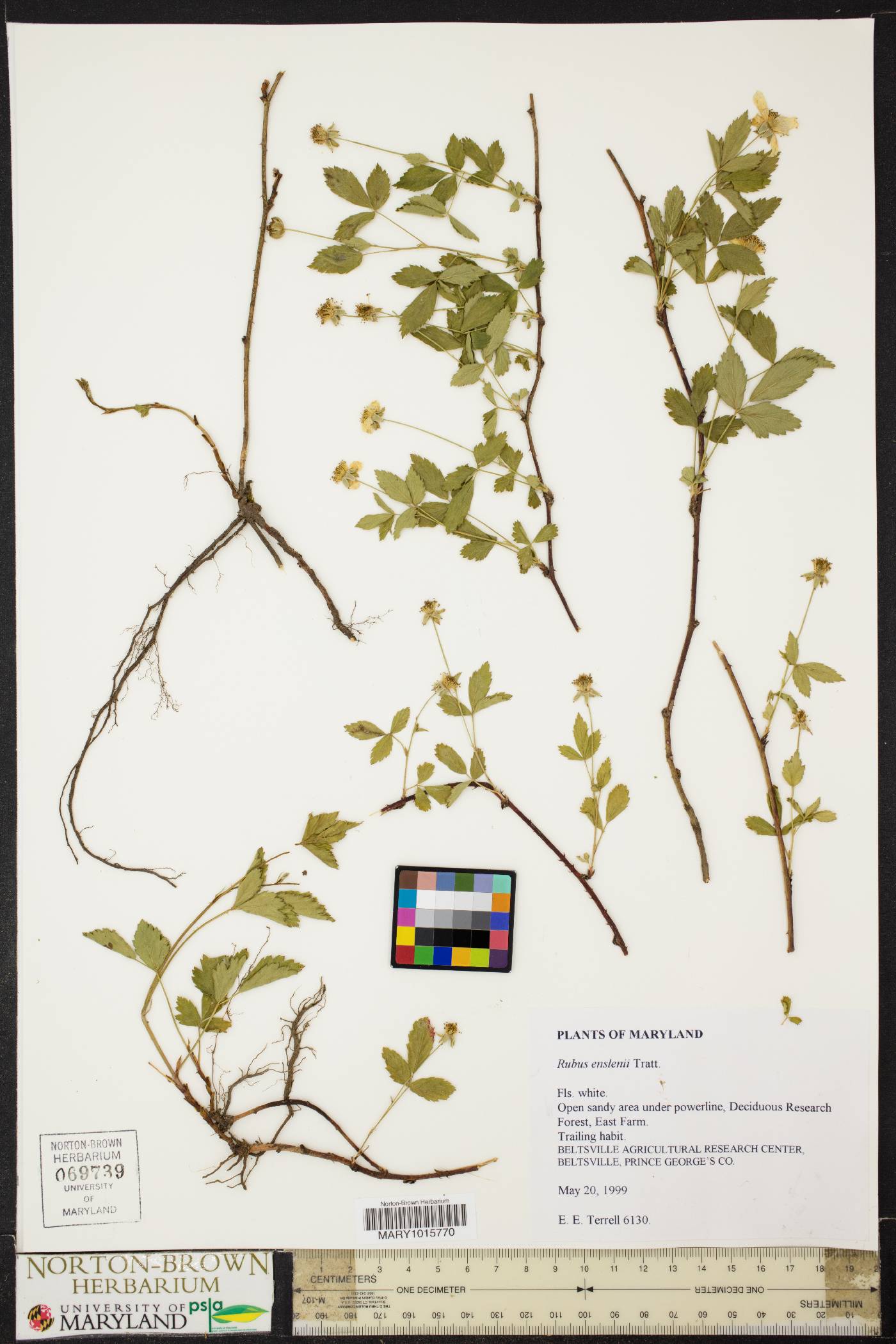 Rubus enslenii image