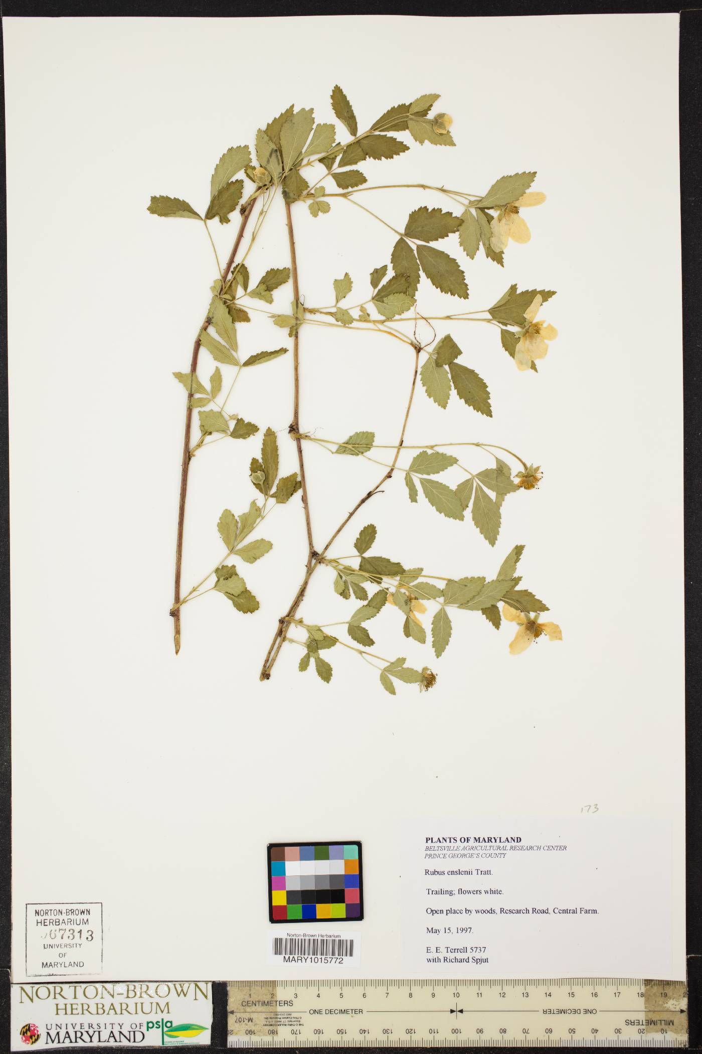 Rubus enslenii image