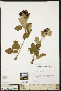 Rubus occidentalis image