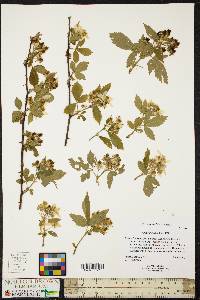 Rubus pensilvanicus image