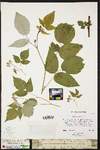 Rubus occidentalis image