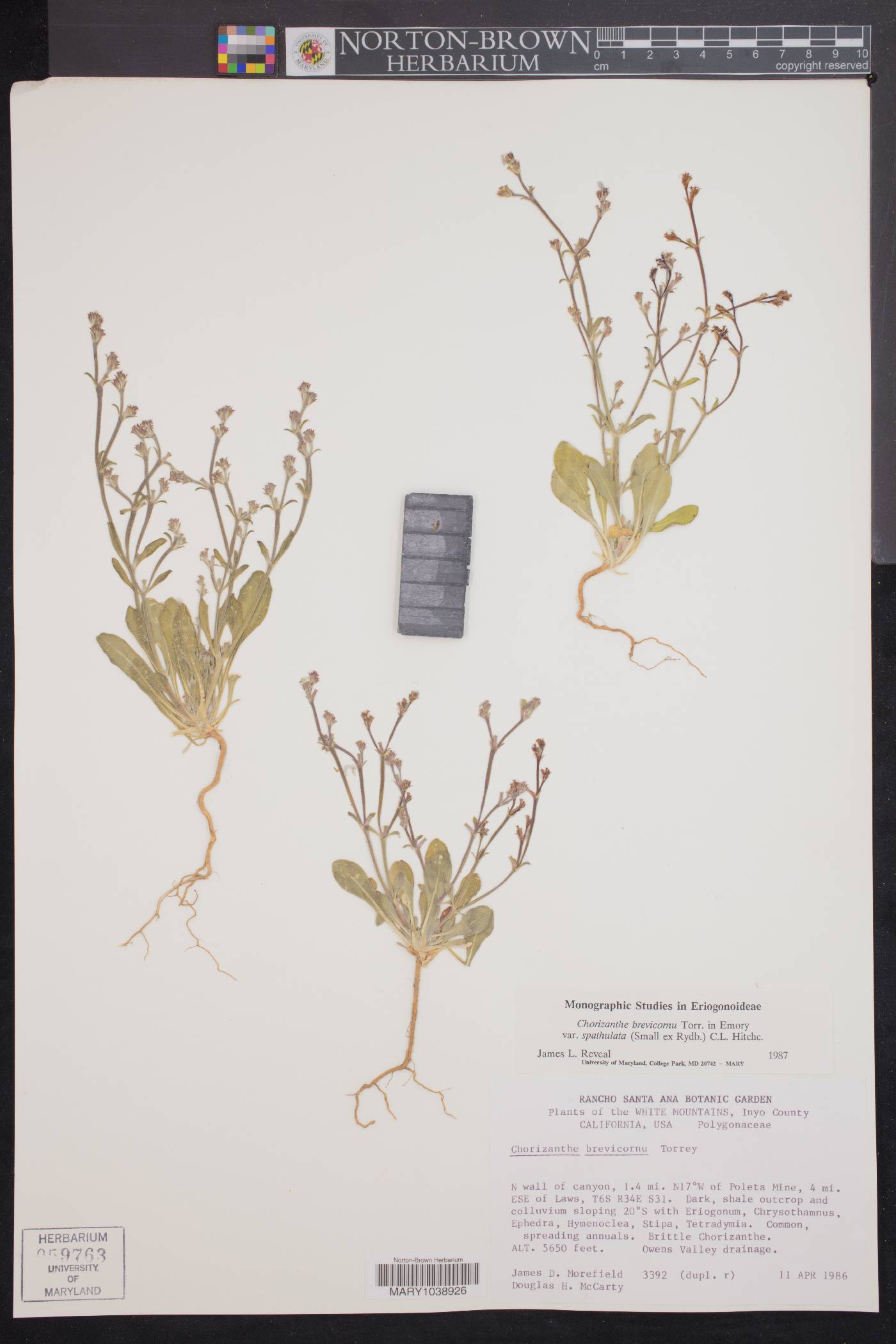 Chorizanthe brevicornu var. spathulata image