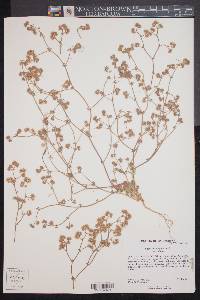 Chorizanthe diffusa var. diffusa image