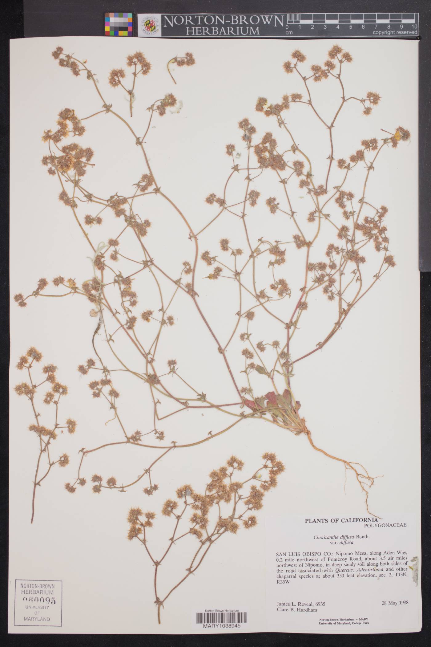 Chorizanthe diffusa var. diffusa image