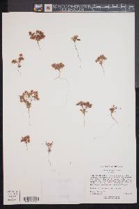 Chorizanthe diffusa var. diffusa image
