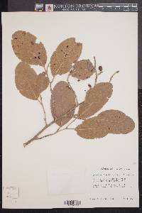 Coccoloba diversifolia image