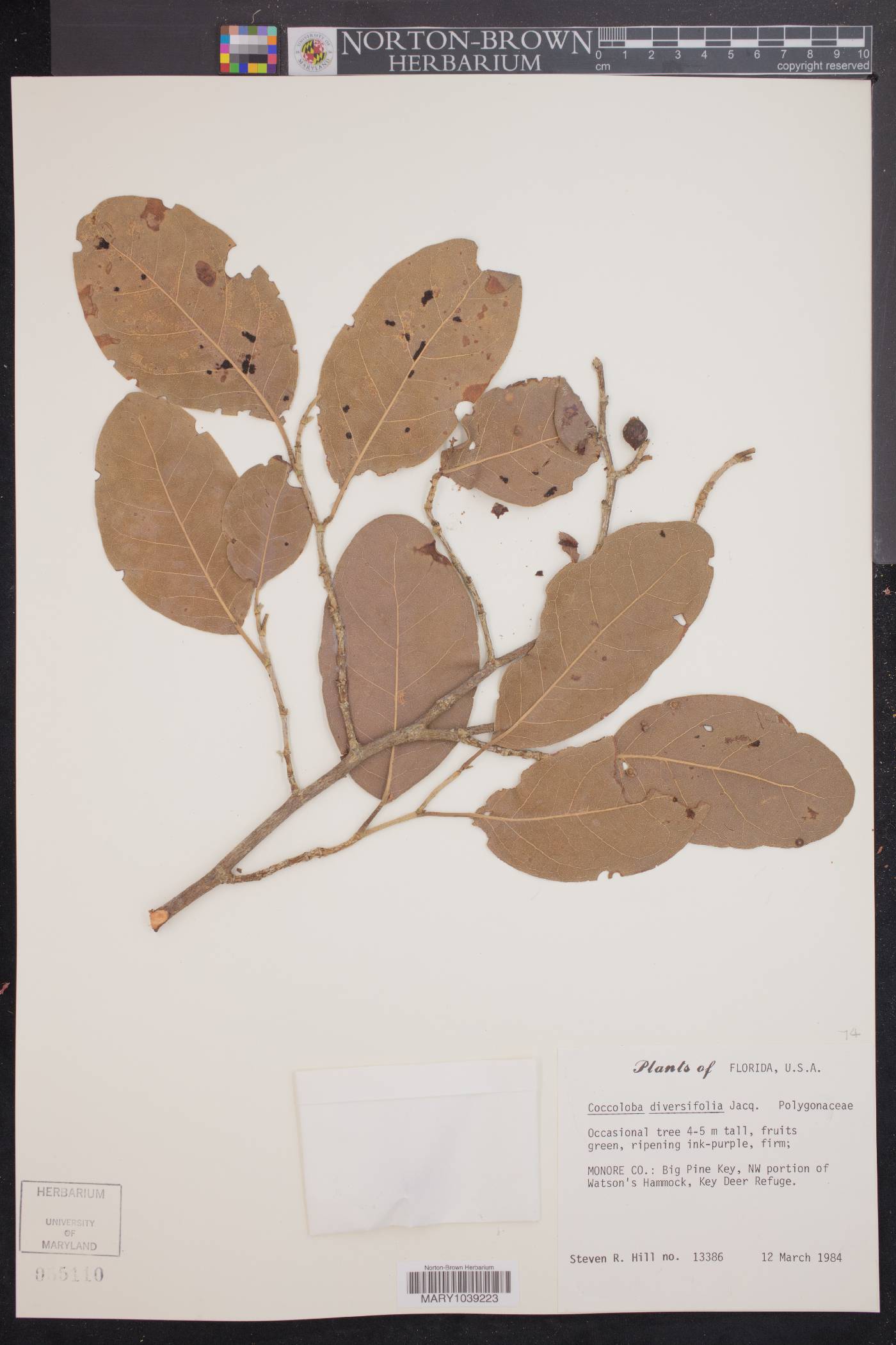 Coccoloba diversifolia image