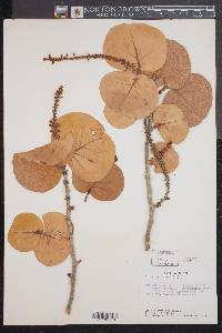 Coccoloba uvifera image