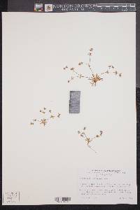 Centrostegia leptoceras image