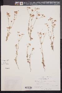 Eriogonum abertianum var. abertianum image