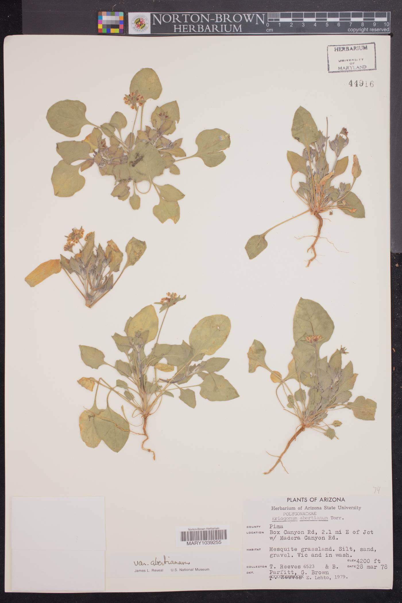 Eriogonum abertianum var. abertianum image