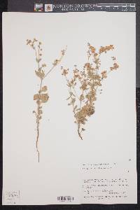 Eriogonum abertianum image