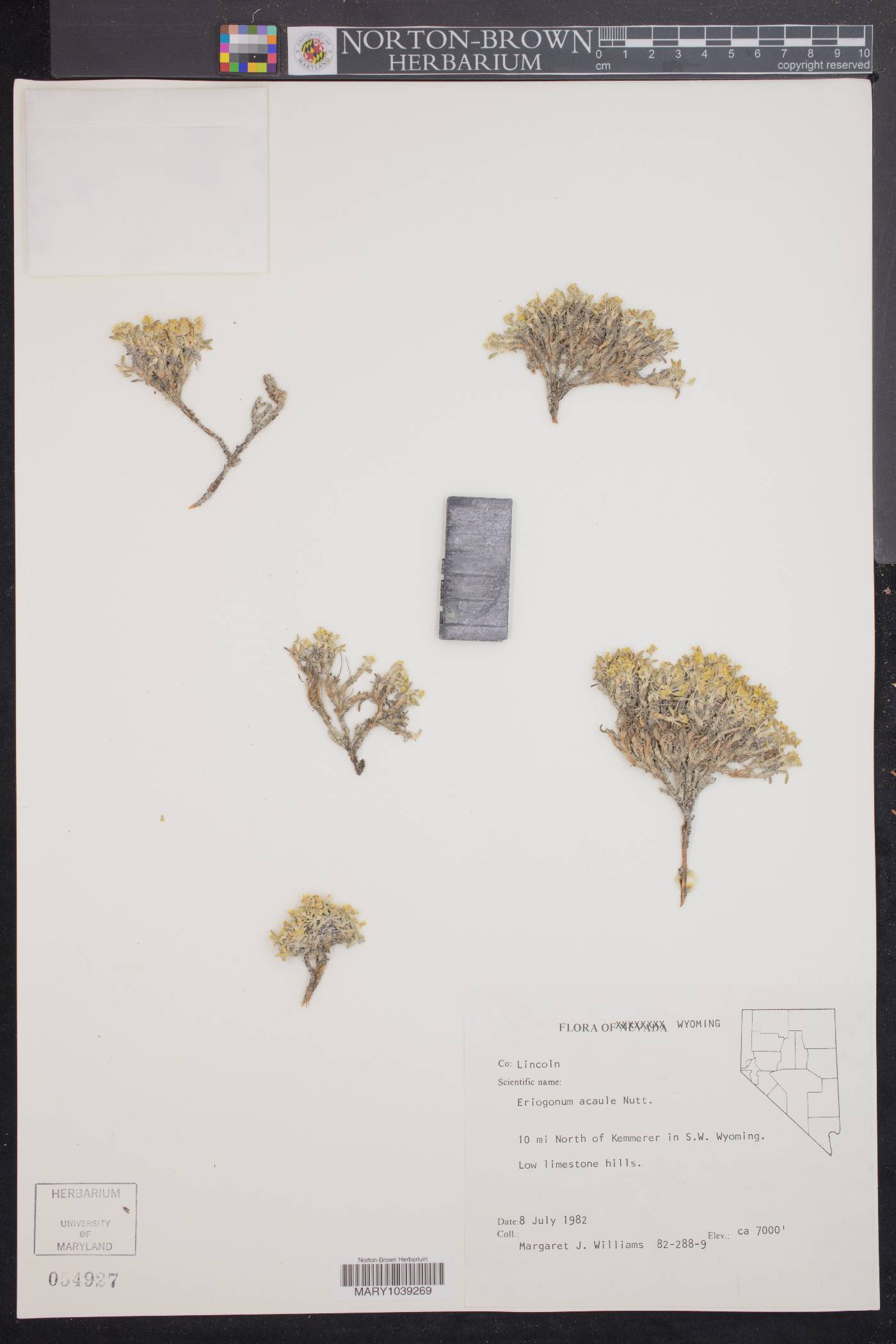 Eriogonum acaule image